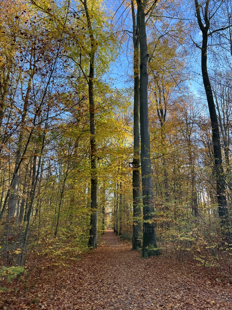 Autumn forest path lined with golden beech trees and fallen leaves