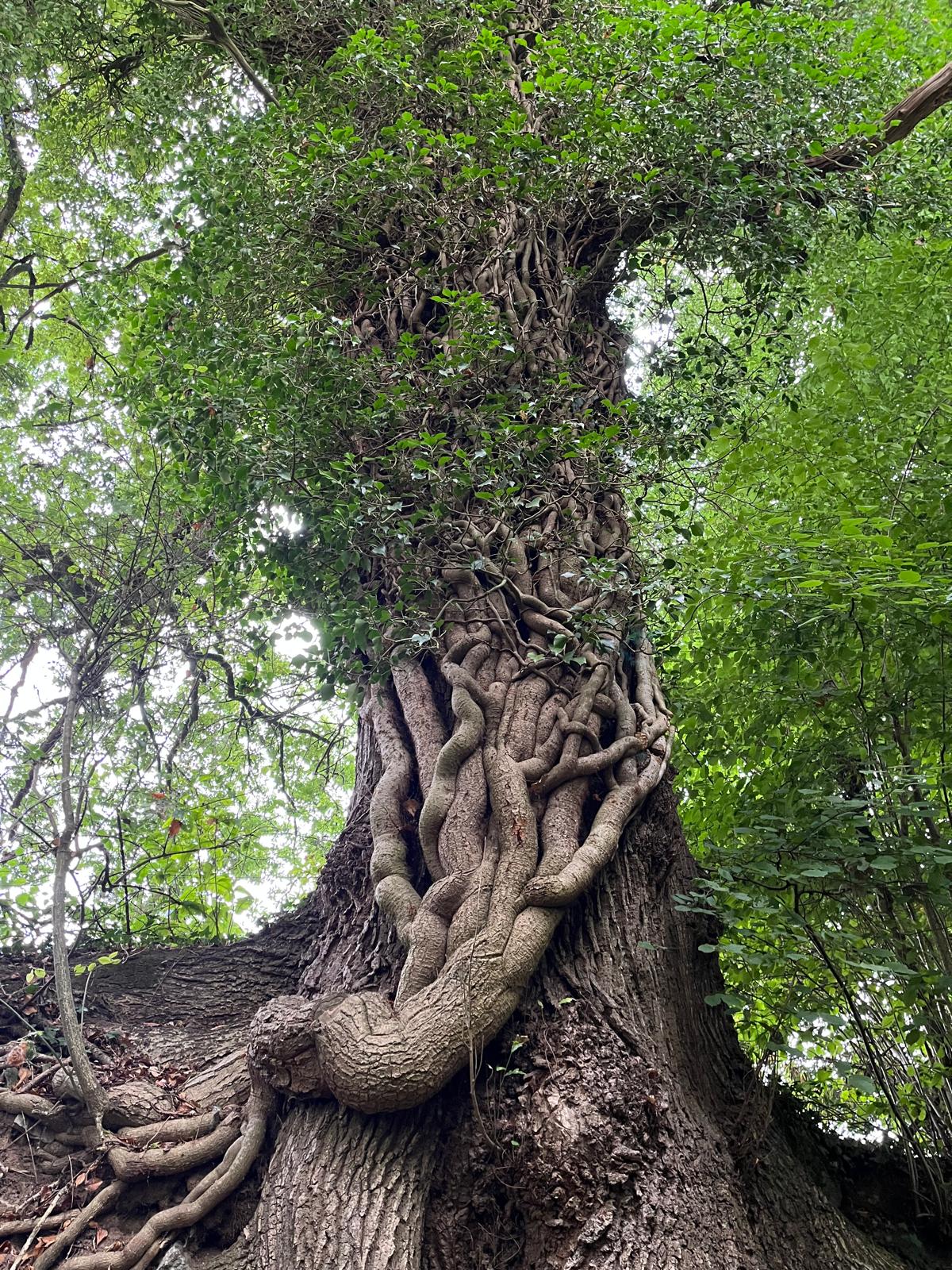 Ancient tree with intertwined vines