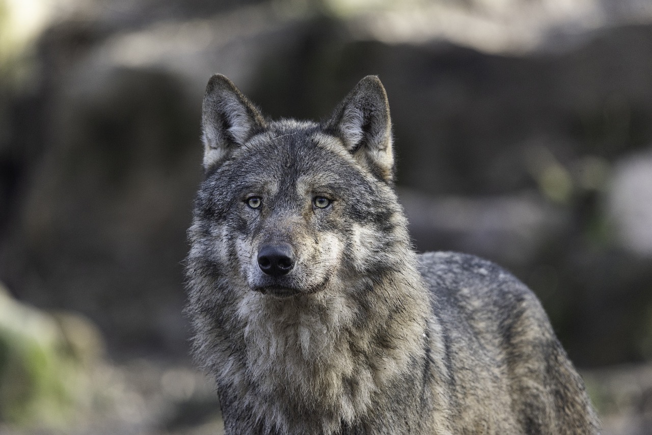 Grey wolf portrait with piercing eyes